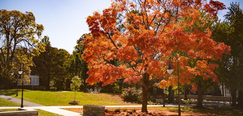 Orange tree on campus